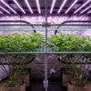 Malla para SCROG de cuadros rollo-2