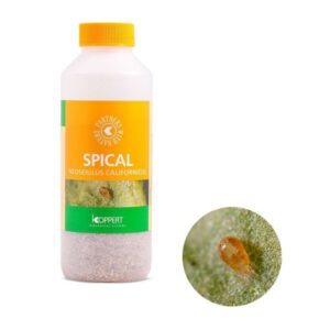 BioBest Spical 25.000 Amblyseius Californicus Koppert