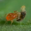 BioBest Spidex 2000 Phytoseiulus Persimilis (araña roja)-1