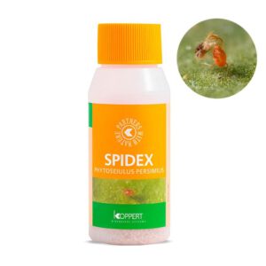 BioBest Spidex 2000 Phytoseiulus Persimilis (araña roja)