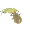 BioBest Swirskimite 100 sobres Koppert-1
